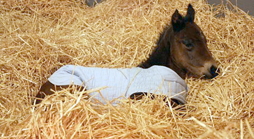 Foal-Straw