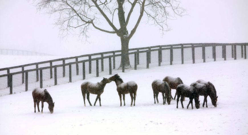 Horses-Snow